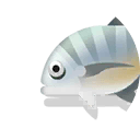 blue trevally