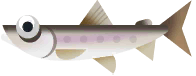 Round Whitefish in Great Lakes