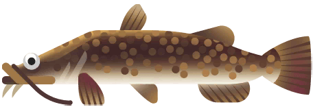 Flathead Catfish in Great Lakes