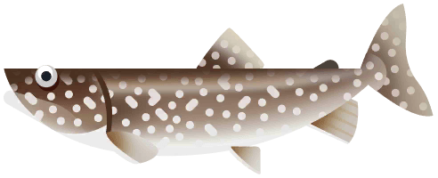 Lake Trout in Great Lakes