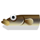 american eel