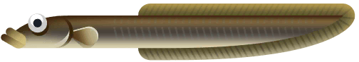 American Eel in Great Lakes