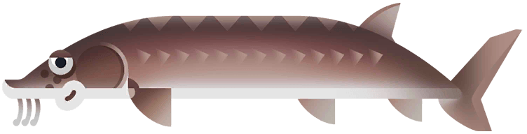 Lake Sturgeon in Great Lakes