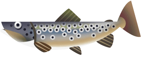 Brown Trout in Great Lakes