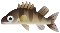 Yellow Perch in Great Lakes
