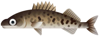 Walleye in Great Lakes