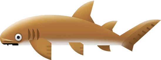 Requin Nourrice Atlantique sur Costa Rica