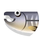 chum salmon