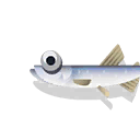 european smelt
