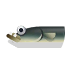 european eel