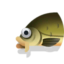 tench