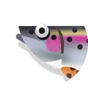 rainbow trout