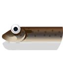 rice eel