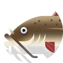 red-tail tiger catfish