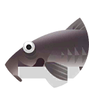 ripsaw catfish