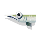 freshwater barracuda