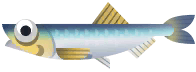 Anchovy in Marina