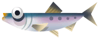 Sardine in Marina