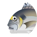 gilt-head bream