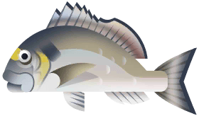 Gilt-Head Bream in Marina