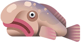 Blobfish in Marina