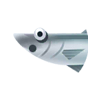 hardyhead silverside