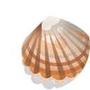 common seashell