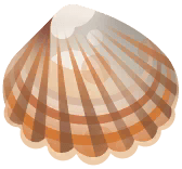 Common Seashell in Marina