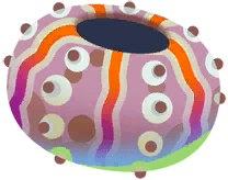 Urchin Shell in Marina