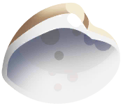Striped Beach Shell in Marina