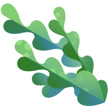 Sea Weed in Paradise Island