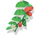 coffee tree branch