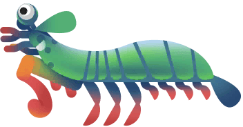 Peacock Mantis Shrimp in Paradise Island