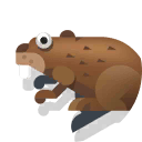 beaver