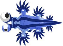 Drago Blu su Costa Rica