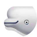 beluga