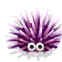 purple sea urchin